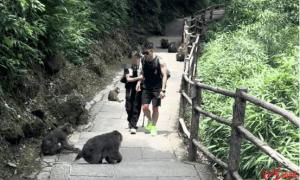 游客花3万请24位陪爬被质疑擦边？领队回应